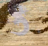 Beechs' Brook Rainforest Retreat - Holiday Sunshine Coast