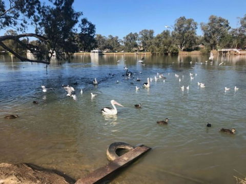 Discovery Parks - Mildura, Buronga Riverside - Sunshine Coast Tourism 1