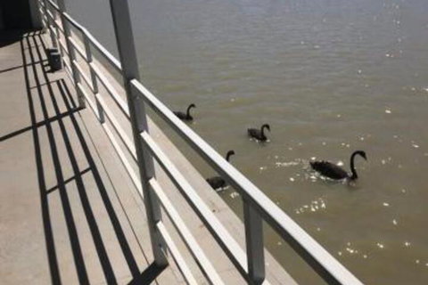 Murray River Queen - Sunshine Coast Tourism 1