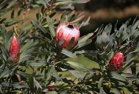 Riverwalk B & B - Holiday Sunshine Coast 5