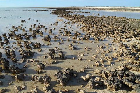 Hamelin Pool Caravan Park - Sunshine Coast Tourism 3