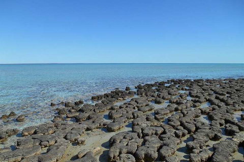 Hamelin Pool Caravan Park - Sunshine Coast Tourism 4