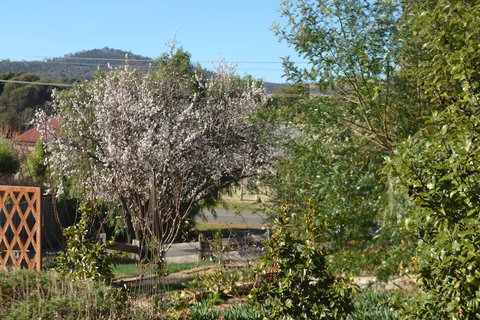 Mulberry Cottage B&B - Holiday Sunshine Coast 3