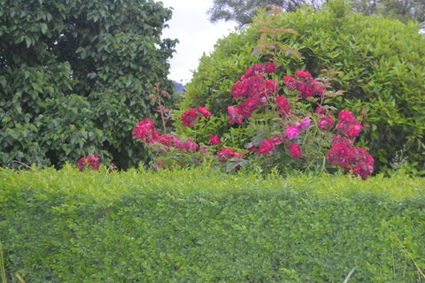 Mulberry Cottage B&B - Holiday Sunshine Coast 1