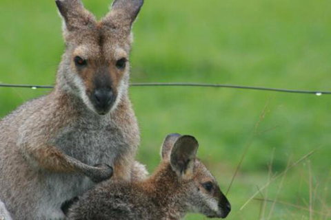 Grand View Holiday Home - Sunshine Coast Tourism 6