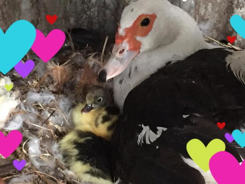 Bush Retreat Farm House - Holiday Sunshine Coast 4