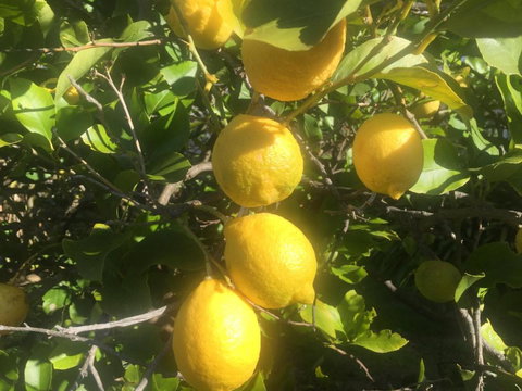 Bush Retreat Farm House - Holiday Sunshine Coast 6