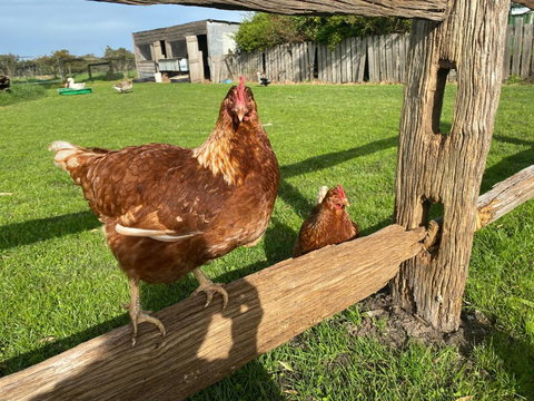 Bush Retreat Farm House - Holiday Sunshine Coast 1