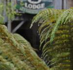 The Wombat Cottage - Sunshine Coast Tourism