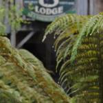 The Wombat Cottage - Holiday Sunshine Coast 0