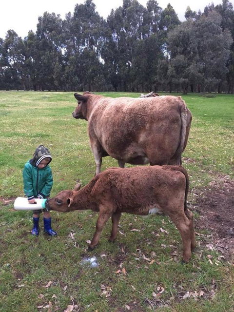 Turner Brook Chalet - Holiday Sunshine Coast 3