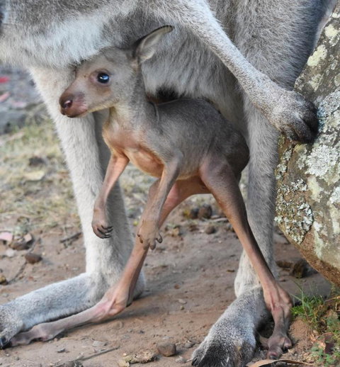 Valley View Luxury Retreat - Holiday Sunshine Coast 3