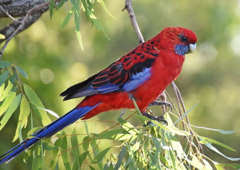 Valley View Luxury Retreat - Holiday Sunshine Coast 6