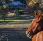 Historic Oak Hill House Estate Truffle Gourmet Festival Region - Holiday Sunshine Coast