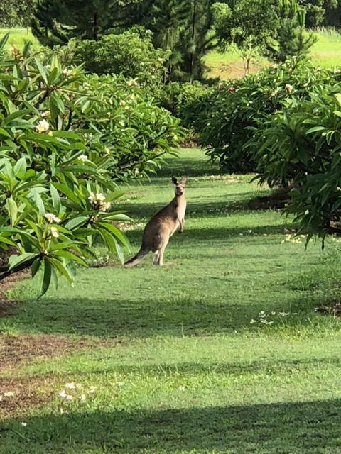 The Frangipani Farm - Holiday Sunshine Coast 3