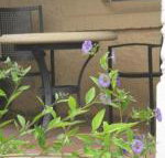 Amalie Cottage Waikerie Unit 1 - Sunshine Coast Tourism