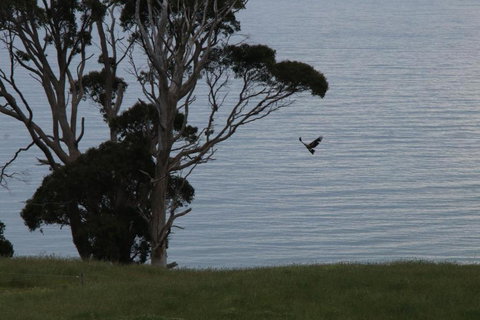 Penguin Seaside Farm - Sunshine Coast Tourism 6