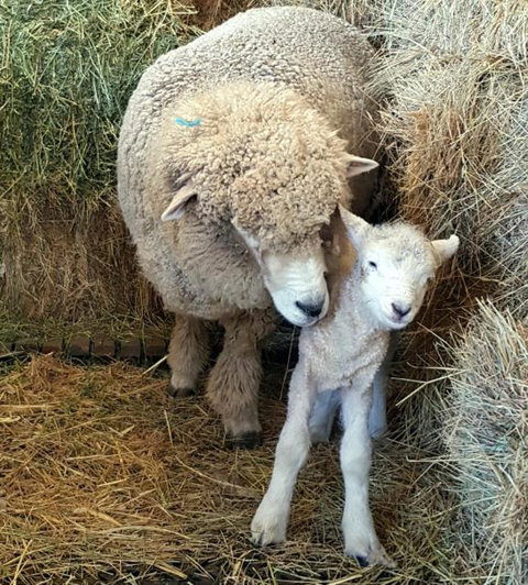 Rooks Edge - Sunshine Coast Tourism 6