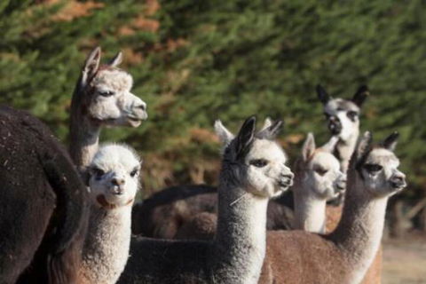 Malakai Farm Stay - Sunshine Coast Tourism 4