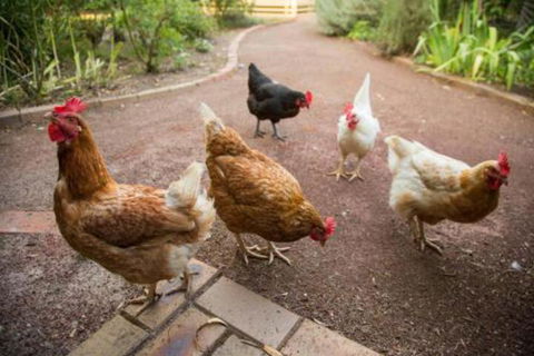 Malakai Farm Stay - Sunshine Coast Tourism 7