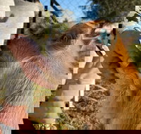 Quirindi Sunflower Motor Inn - Sunshine Coast Tourism