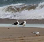 GALWAY COTTAGE - Sunshine Coast Tourism