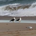GALWAY COTTAGE - Holiday Sunshine Coast 0