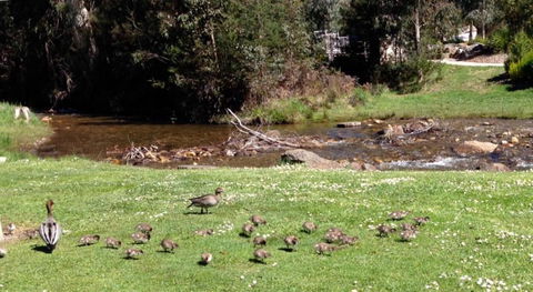 RiverCottage Selfcontained - Holiday Sunshine Coast 3