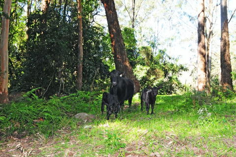 Alcheringa Cottage - Holiday Sunshine Coast 4