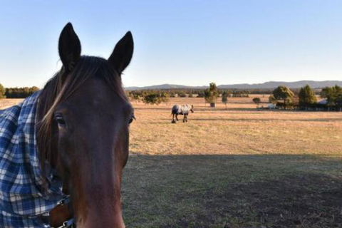 Clydesdale Cottage On Talga With Real Clydesdale Horses - Holiday Sunshine Coast 0
