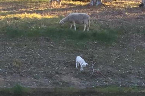 Tree Of Love Farm Stay - Holiday Sunshine Coast 5