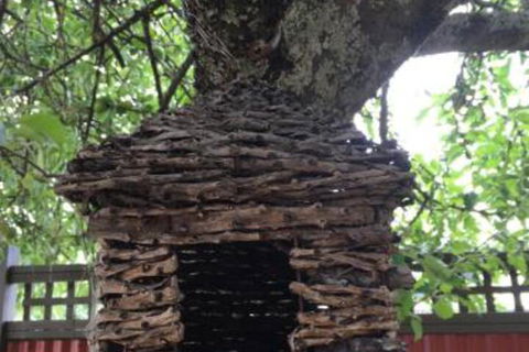 Daydream Cottage - Sunshine Coast Tourism 6