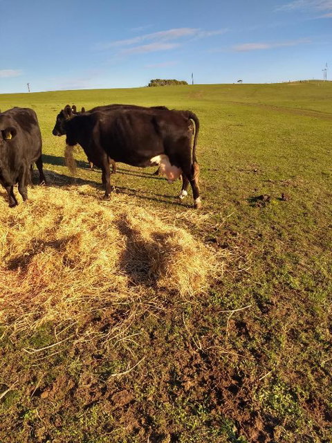 Pink Gums Farmstay - Sunshine Coast Tourism 5