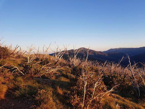 Ski Bird - Sunshine Coast Tourism 7