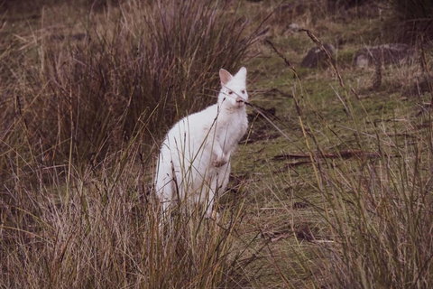 Seaview Retreat - Sunshine Coast Tourism 6