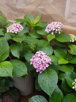 Brae Mar - Sunshine Coast Tourism 5