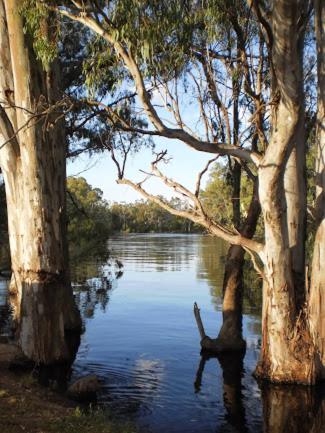 Barham Riverland Motel - Sunshine Coast Tourism 1