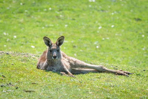 Halls Gap Motel - Holiday Sunshine Coast 5