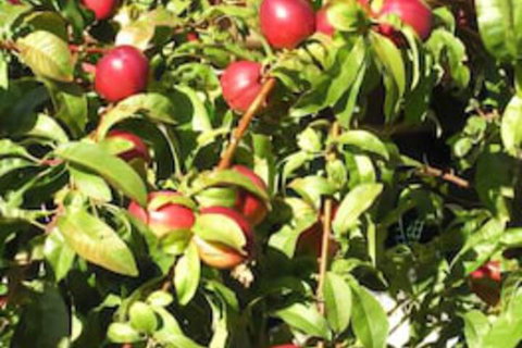 Bendalls - Sunshine Coast Tourism 7