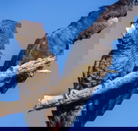 Bussells Bushland Cottages - Sunshine Coast Tourism