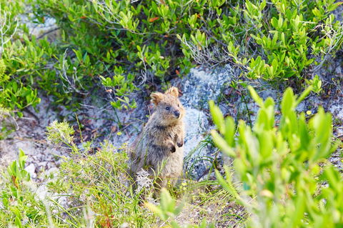 Rottnest Island Authority - Holiday Sunshine Coast 1