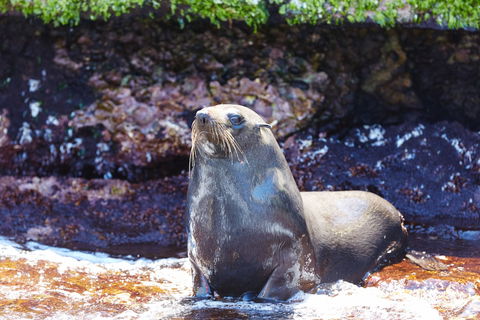 Rottnest Island Authority - Holiday Sunshine Coast 5