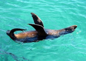 Coastal Comfort Motel - Sunshine Coast Tourism 1