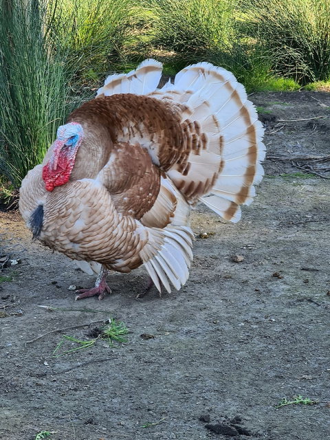 Halls Haven Holiday Units - Holiday Sunshine Coast 0