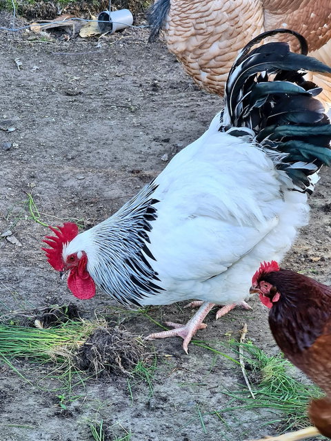 Halls Haven Holiday Units - Holiday Sunshine Coast 2