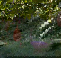 Little Wombat - Holiday Sunshine Coast