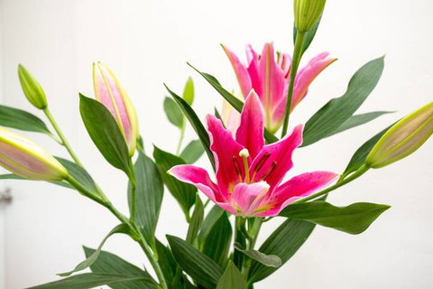 Cowra Motor Inn - Sunshine Coast Tourism 4