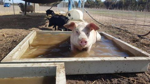 A Better Life Animal Sanctuary FarmStay Private Two Bedrooms Lounge Room & Bathroom & Toilet Shared Kitchen - Holiday Sunshine Coast 2