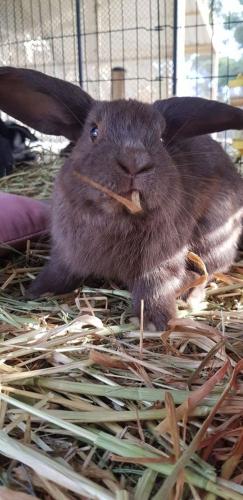 A Better Life Animal Sanctuary FarmStay Private Two Bedrooms Lounge Room & Bathroom & Toilet Shared Kitchen - Holiday Sunshine Coast 5