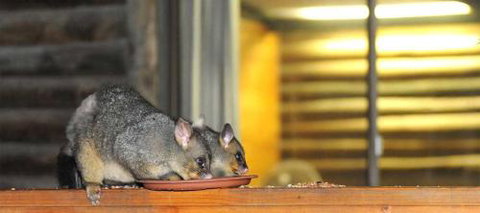 Lakes Entrance Log Cabins - Holiday Sunshine Coast 4